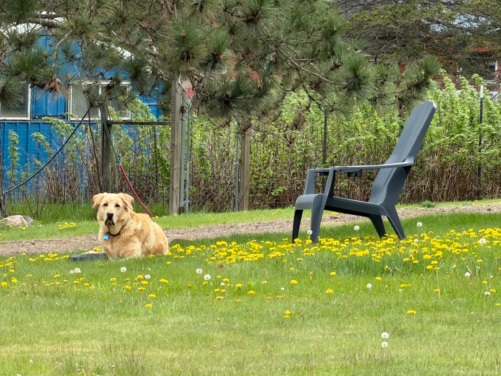 A golden retriever resting in a dandelion-covered yard beside an empty chair