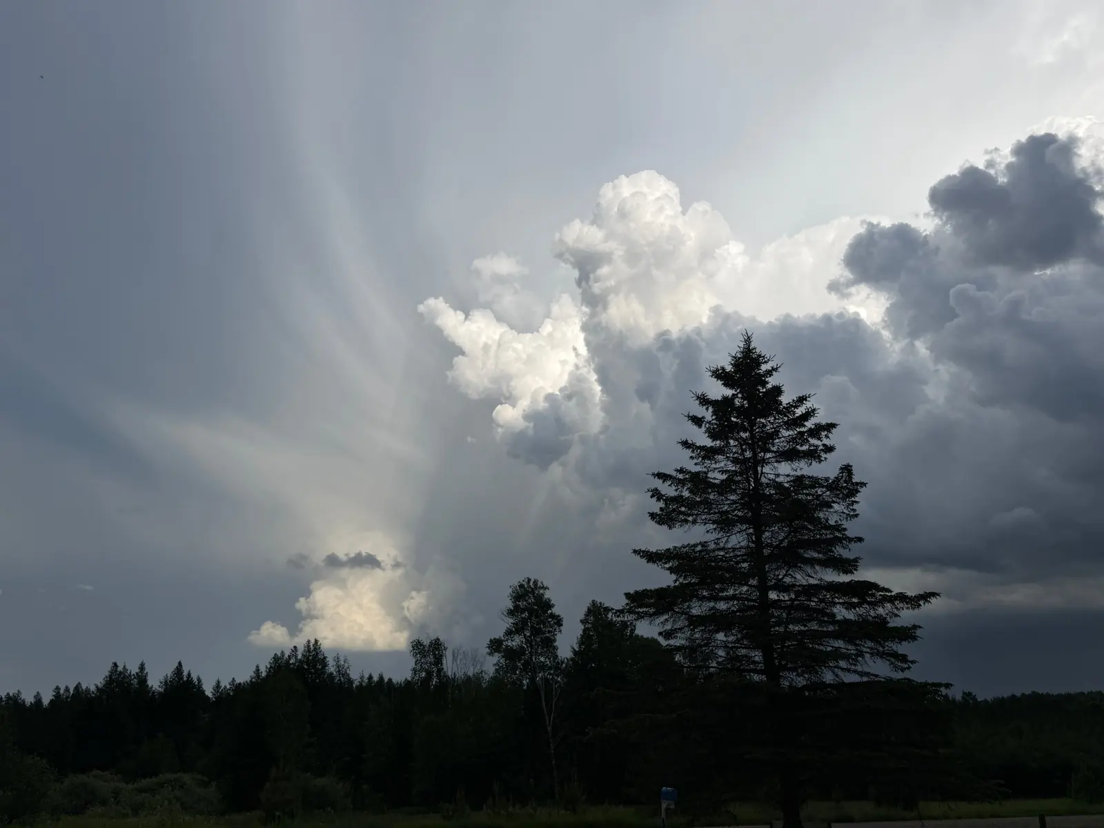 Light breaking through storm clouds above a tall spruce